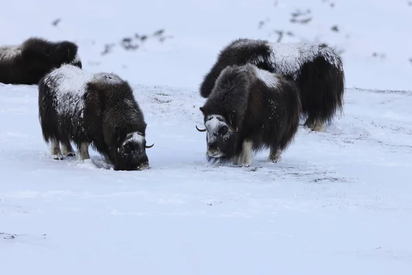 冬のワイルド ムスク オックス ノルウェーの山 ドヴレフェル国立公園 — ストック写真