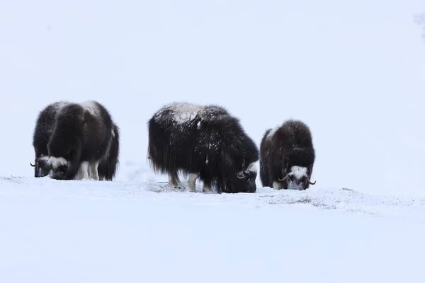 Wild Musk Χειμώνα Βουνά Στη Νορβηγία Dovrefjell Εθνικό Πάρκο — Φωτογραφία Αρχείου