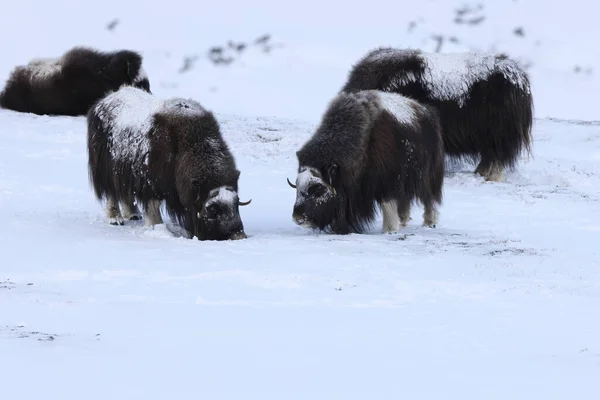 Wild Musk Inverno Montanhas Noruega Parque Nacional Dovrefjell — Fotografia de Stock