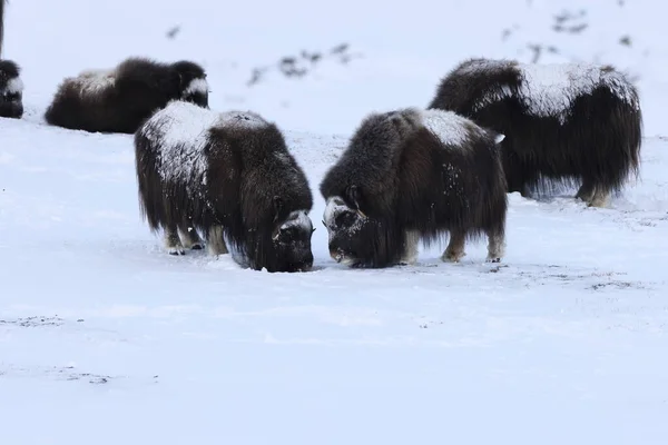 Divoký Musk Zimě Hory Norsku Národní Park Dovrefjell — Stock fotografie