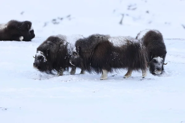 Wild Musk Inverno Montanhas Noruega Parque Nacional Dovrefjell — Fotografia de Stock