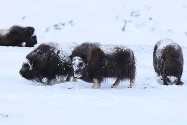 冬のワイルド ムスク オックス ノルウェーの山 ドヴレフェル国立公園 — ストック写真