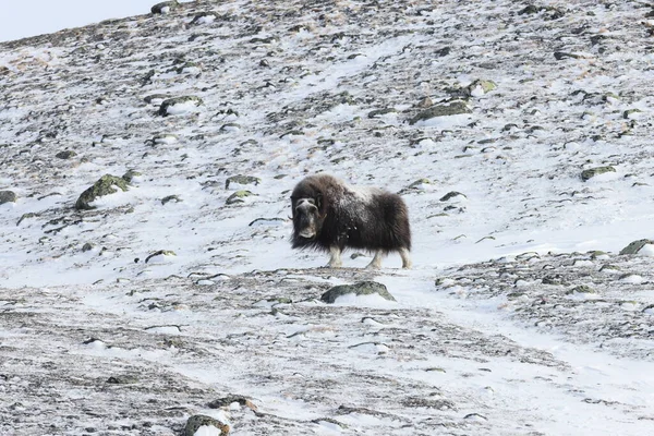 冬のワイルド ムスク オックス ノルウェーの山 ドヴレフェル国立公園 — ストック写真