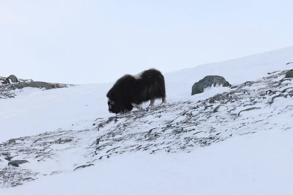 Wild Musk Inverno Montanhas Noruega Parque Nacional Dovrefjell — Fotografia de Stock