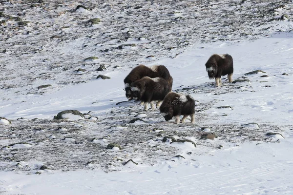 Buey Almizclero Salvaje Invierno Montañas Noruega Parque Nacional Dovrefjell — Foto de Stock