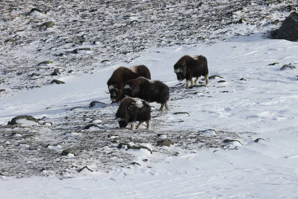 Wild Musk Winter Bergen Noorwegen Nationaal Park Dovrefjell — Stockfoto