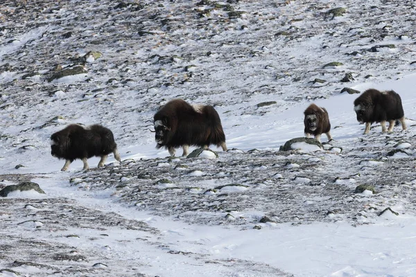 Buey Almizclero Salvaje Invierno Montañas Noruega Parque Nacional Dovrefjell —  Fotos de Stock