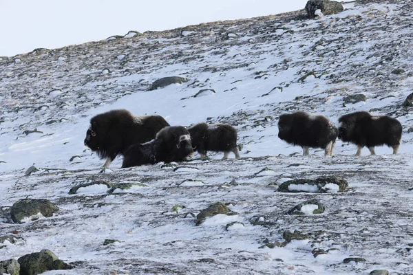 Vadon Élő Pézsmaökör Télen Hegyek Norvégiában Dovrefjell Nemzeti Park — Stock Fotó