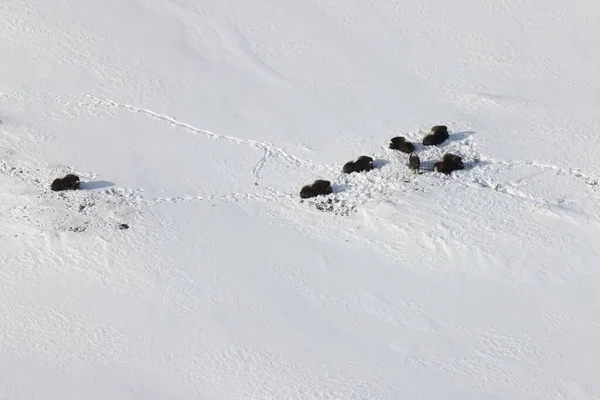 Buey Almizclero Salvaje Invierno Montañas Noruega Parque Nacional Dovrefjell —  Fotos de Stock