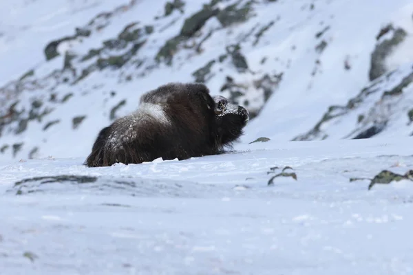 Wild Musk Inverno Montanhas Noruega Parque Nacional Dovrefjell — Fotografia de Stock