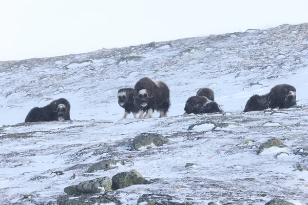 Vadon Élő Pézsmaökör Télen Hegyek Norvégiában Dovrefjell Nemzeti Park — Stock Fotó