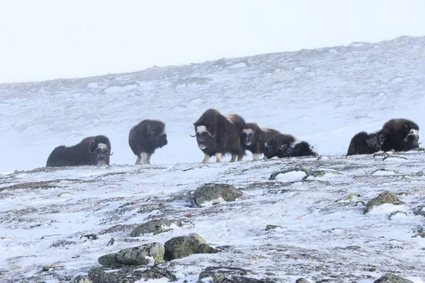 Vadon Élő Pézsmaökör Télen Hegyek Norvégiában Dovrefjell Nemzeti Park — Stock Fotó