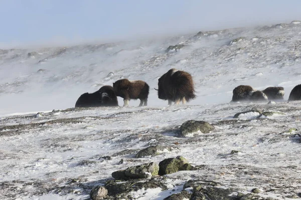 Divoký Musk Zimě Hory Norsku Národní Park Dovrefjell — Stock fotografie
