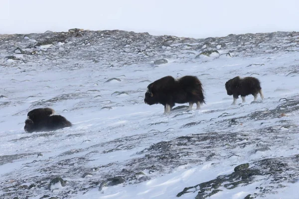 Muschio Selvatico Bue Inverno Montagne Norvegia Parco Nazionale Dovrefjell — Foto Stock