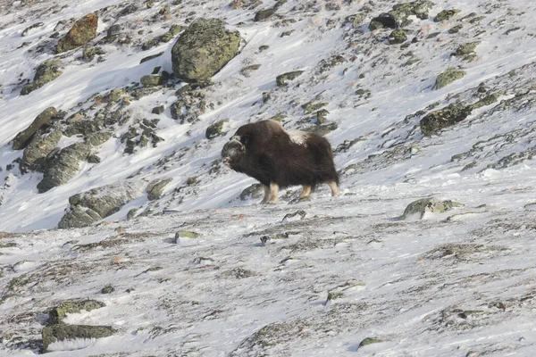 Wild Musk Χειμώνα Βουνά Στη Νορβηγία Dovrefjell Εθνικό Πάρκο — Φωτογραφία Αρχείου