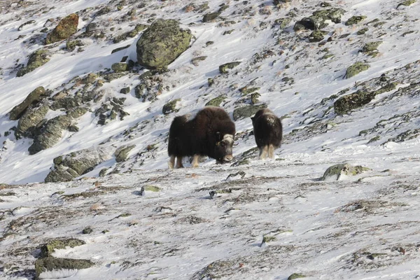 Wild Musk Inverno Montanhas Noruega Parque Nacional Dovrefjell — Fotografia de Stock