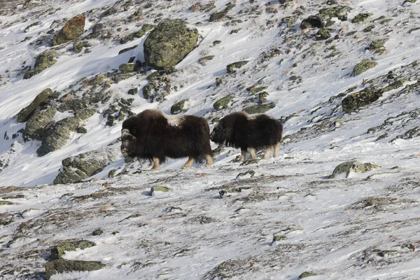 Wild Musk Inverno Montanhas Noruega Parque Nacional Dovrefjell — Fotografia de Stock