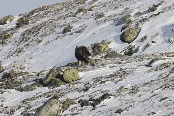 Wild Musk Inverno Montanhas Noruega Parque Nacional Dovrefjell — Fotografia de Stock