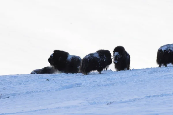 Buey Almizclero Salvaje Invierno Montañas Noruega Parque Nacional Dovrefjell — Foto de Stock