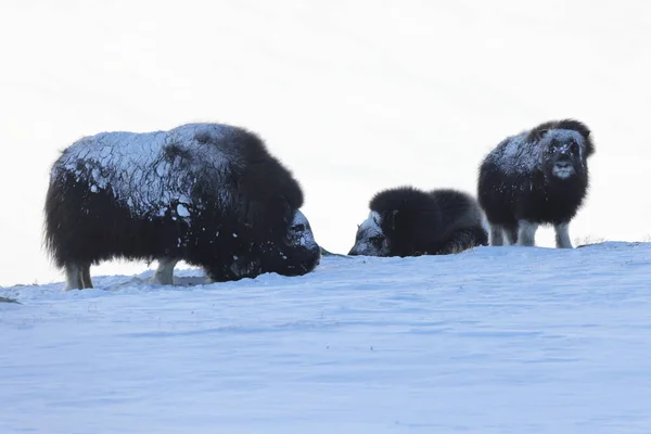 Wild Musk Inverno Montanhas Noruega Parque Nacional Dovrefjell — Fotografia de Stock