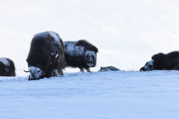 Buey Almizclero Salvaje Invierno Montañas Noruega Parque Nacional Dovrefjell — Foto de Stock