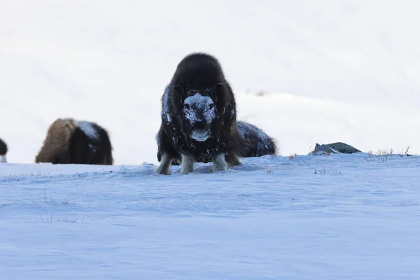 冬季野生麝牛 挪威山区 多弗雷切尔国家公园 — 图库照片