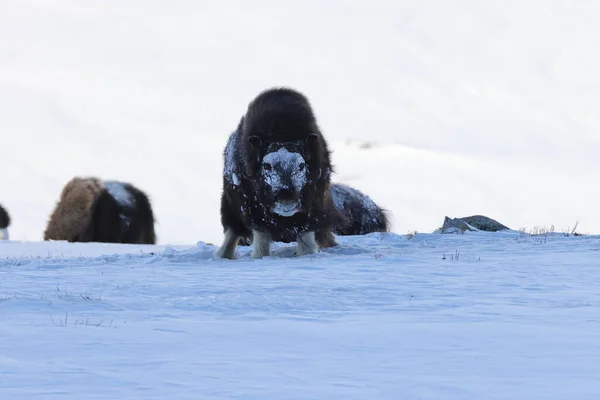 Wild Musk Winter Mountains Norway Dovrefjell National Park — 스톡 사진