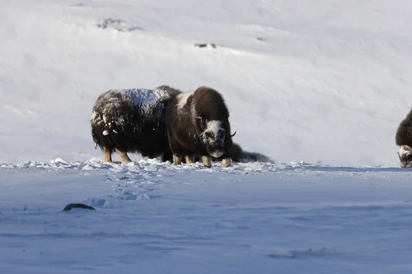 Wild Musk Inverno Montanhas Noruega Parque Nacional Dovrefjell — Fotografia de Stock