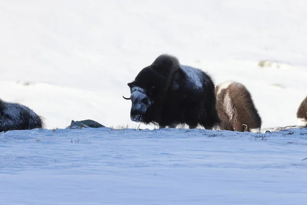 Wild Musk Winter Mountains Norway Dovrefjell National Park — Stock Photo, Image