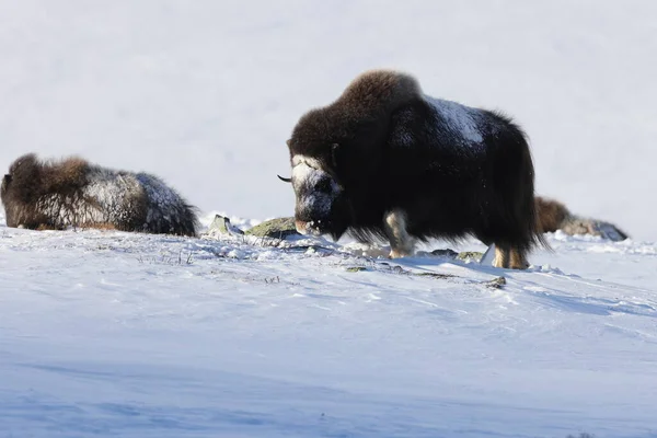 Kışın Vahşi Misk Öküzü Norveç Dağlar Dovrefjell Ulusal Parkı — Stok fotoğraf