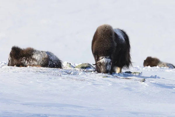 Vadon Élő Pézsmaökör Télen Hegyek Norvégiában Dovrefjell Nemzeti Park — Stock Fotó