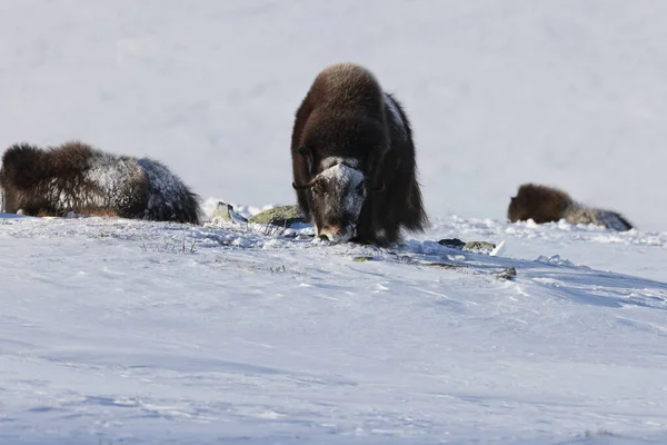 冬のワイルド ムスク オックス ノルウェーの山 ドヴレフェル国立公園 — ストック写真