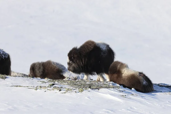 冬のワイルド ムスク オックス ノルウェーの山 ドヴレフェル国立公園 — ストック写真