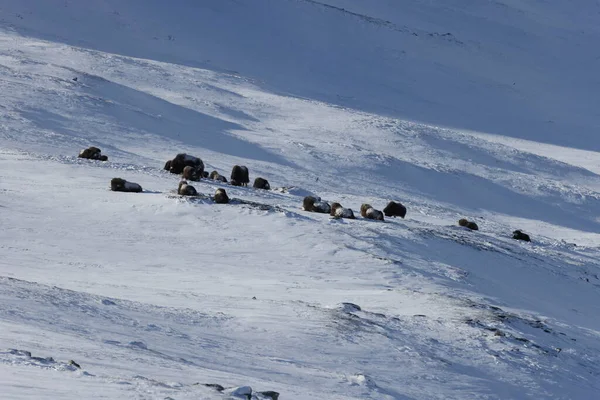 Дикий Бык Зимой Горы Норвегии Национальный Парк Доврефьель — стоковое фото