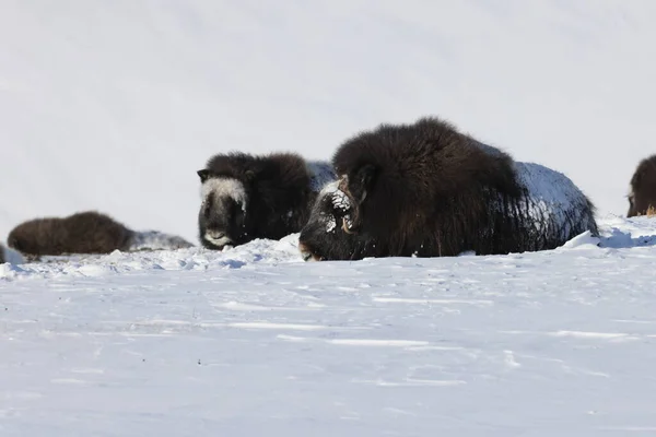 Wild Musk Inverno Montanhas Noruega Parque Nacional Dovrefjell — Fotografia de Stock