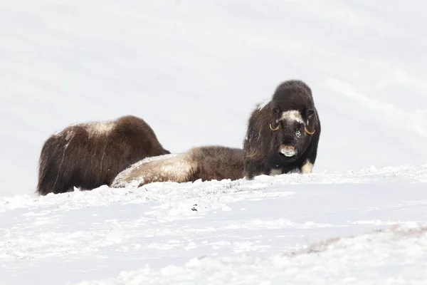 Vild Mysk Vintern Fjäll Norge Dovrefjell Nationalpark — Stockfoto