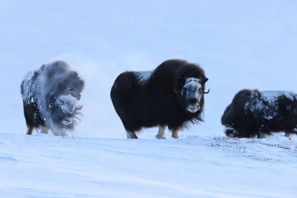 Wild Musk Inverno Montanhas Noruega Parque Nacional Dovrefjell — Fotografia de Stock