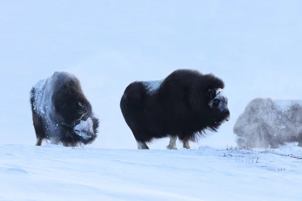 Vadon Élő Pézsmaökör Télen Hegyek Norvégiában Dovrefjell Nemzeti Park — Stock Fotó