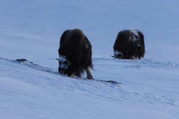 冬季野生麝牛 挪威山区 多弗雷切尔国家公园 — 图库照片