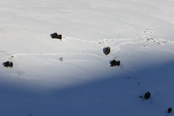 Buey Almizclero Salvaje Invierno Montañas Noruega Parque Nacional Dovrefjell —  Fotos de Stock
