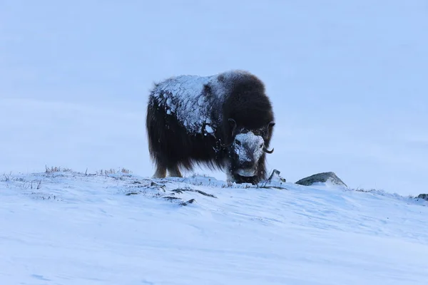 冬のワイルド ムスク オックス ノルウェーの山 ドヴレフェル国立公園 — ストック写真