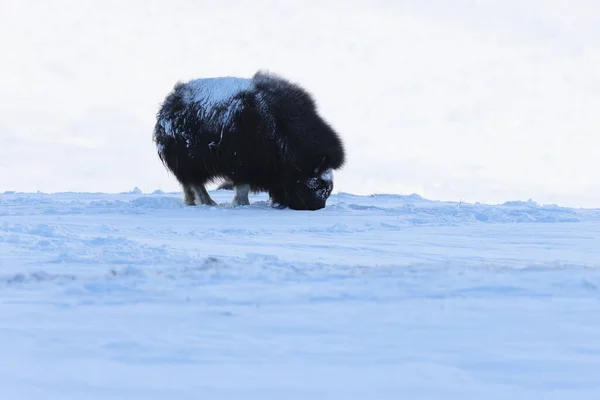 Wild Musk Inverno Montanhas Noruega Parque Nacional Dovrefjell — Fotografia de Stock