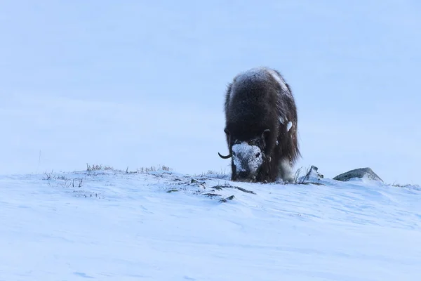 Buffle Musqué Sauvage Hiver Montagnes Norvège Parc National Dovrefjell — Photo