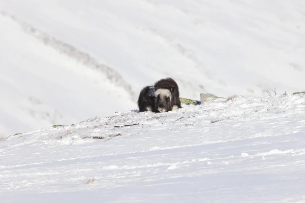 Wild Musk Winter Mountains Norway Dovrefjell National Park — 스톡 사진