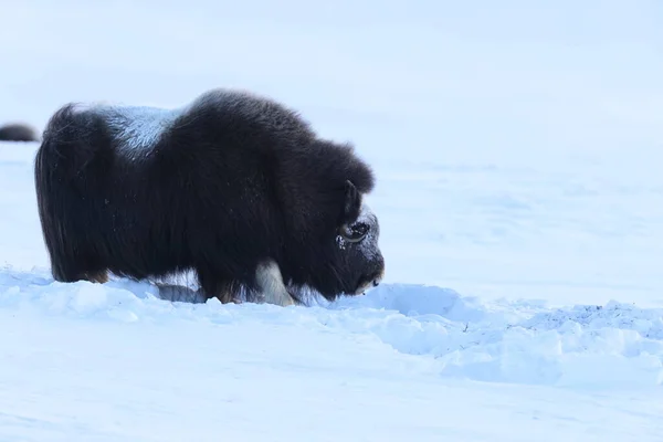 冬のワイルド ムスク オックス ノルウェーの山 ドヴレフェル国立公園 — ストック写真