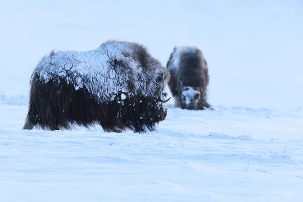 冬のワイルド ムスク オックス ノルウェーの山 ドヴレフェル国立公園 — ストック写真