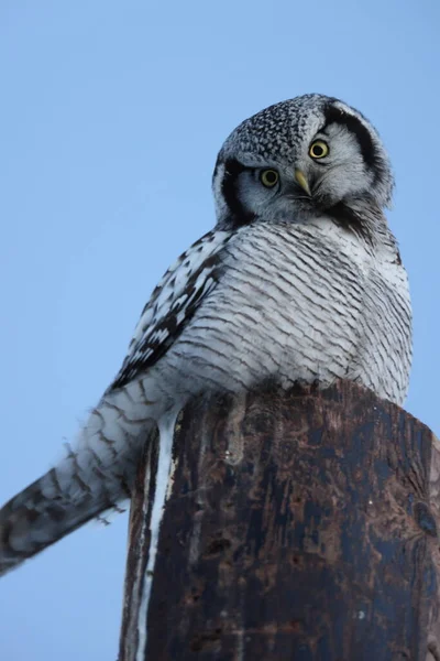 Chevêche Des Neiges Chevêche Des Neiges Surnia Ulula Norvège — Photo