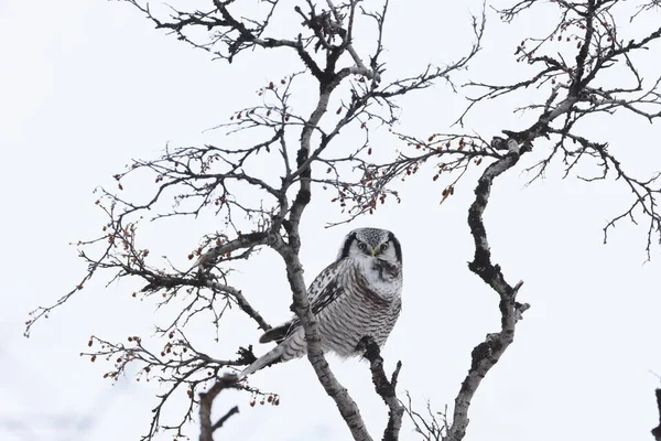 Northern Hawk Owl Northern Hawk Owl Surnia Ulula Norway — Stock Photo, Image