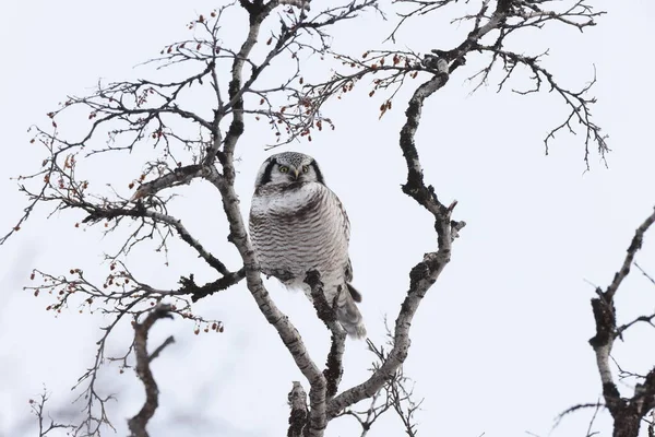 Northern Hawk Owl Northern Hawk Owl Surnia Ulula Norway — Stock Photo, Image