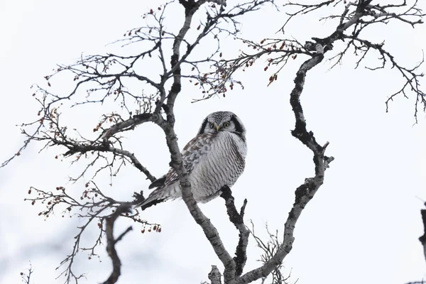 Chevêche Des Neiges Chevêche Des Neiges Surnia Ulula Norvège — Photo